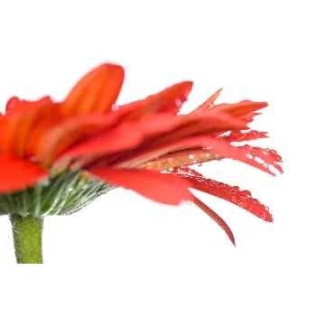 Natural Gebera Flower